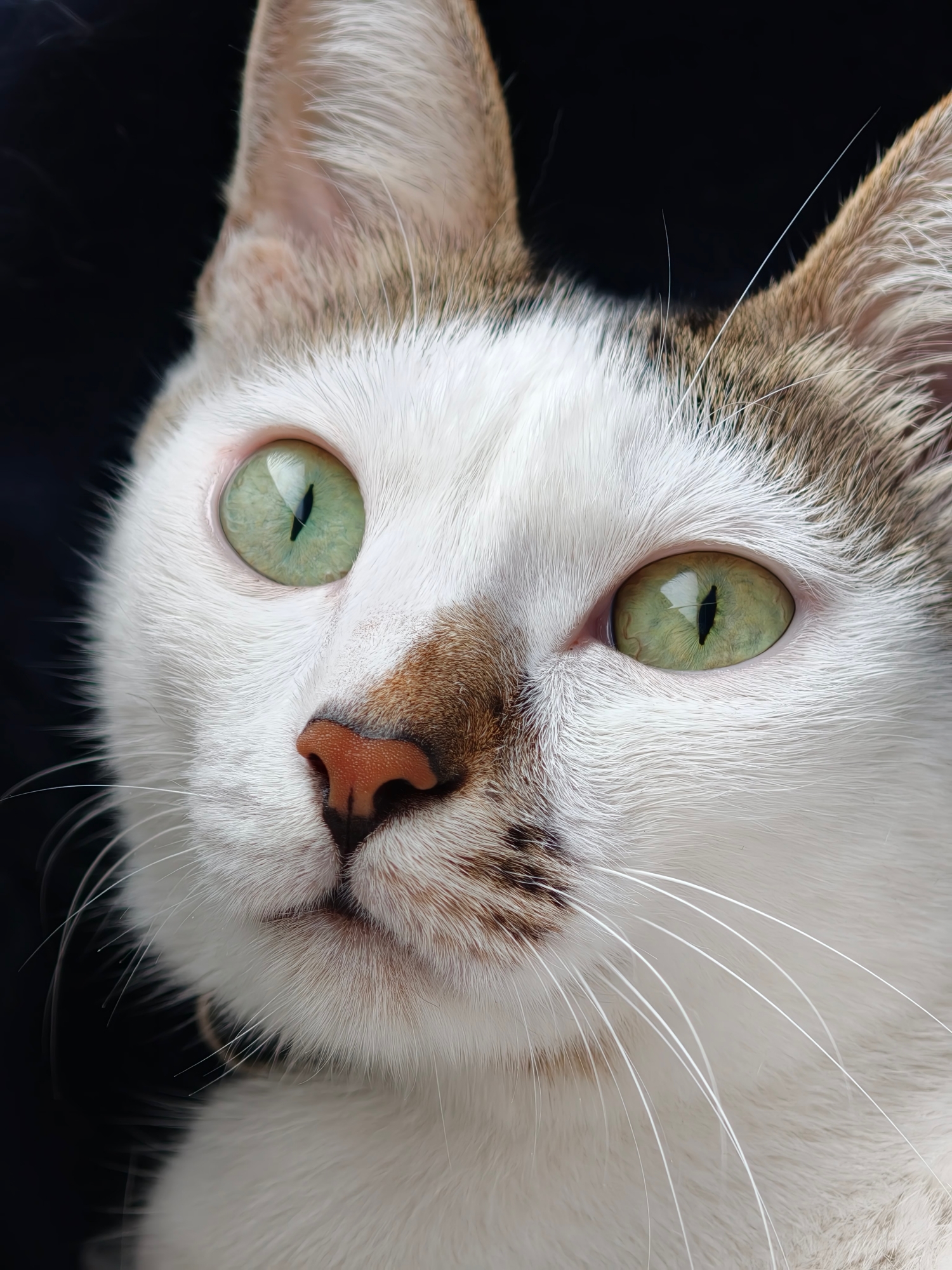 Trên Tay Oppo Find X9 Pro: Camera Chuẩn Hasselblad 200Mp Zoom Siêu Xa, Pin 7500Mah, Sạc 80W, Giá 32.99 Triệu- Ảnh 10. Trên Tay Oppo Find X9 Pro: Camera Chuẩn Hasselblad 200Mp Zoom Siêu Xa, Pin 7500Mah, Sạc 80W, Giá 32.99 Triệu- Ảnh 10.