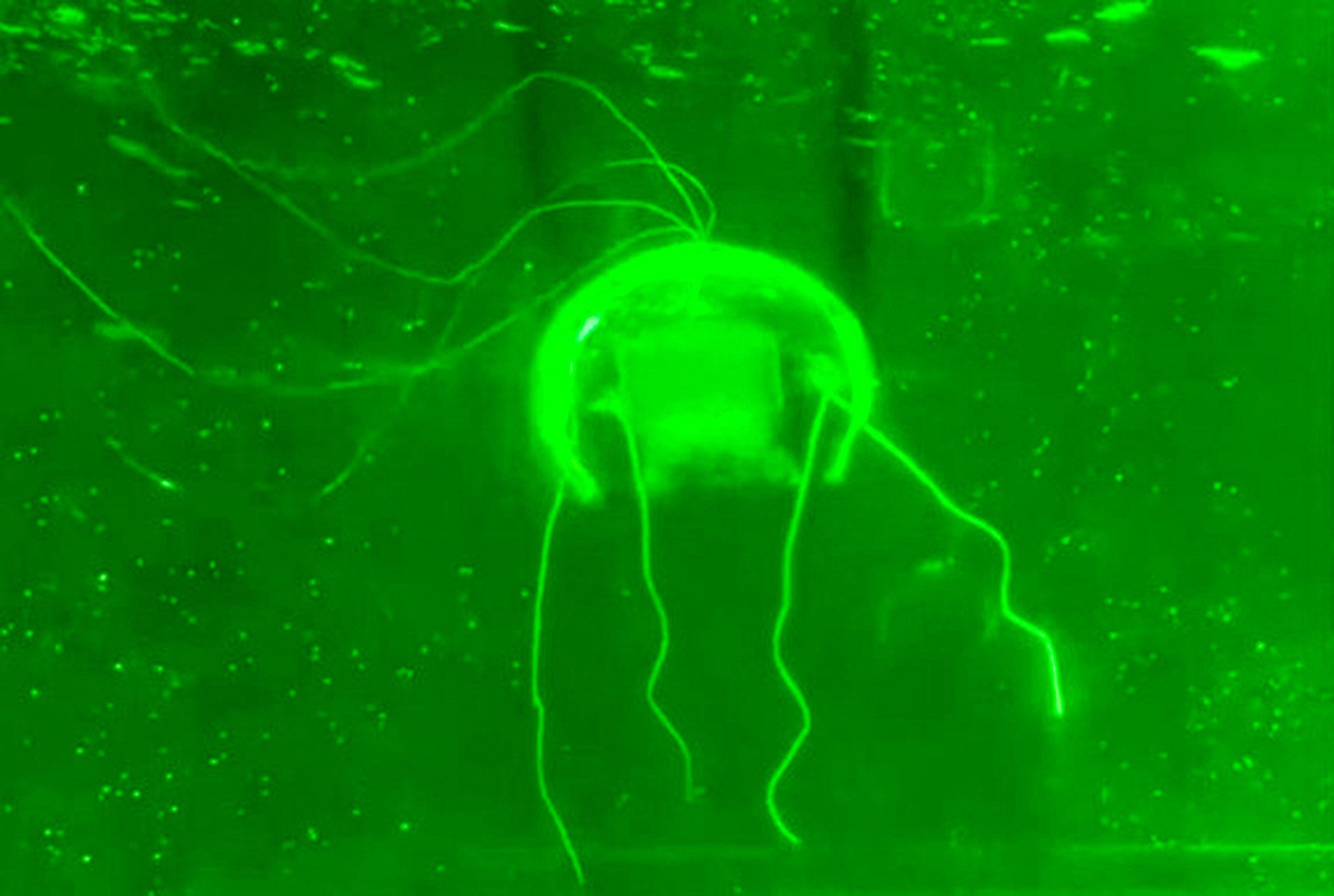 Các nhà khoa học đã chế tạo thành công 'sứa robot tàng hình': Vũ khí mới cho các nhiệm vụ bí mật dưới đáy biển- Ảnh 2. Các nhà khoa học đã chế tạo thành công 'sứa robot tàng hình': Vũ khí mới cho các nhiệm vụ bí mật dưới đáy biển- Ảnh 2.