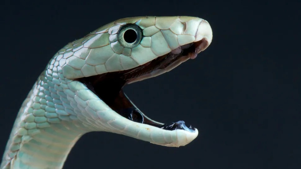 Thuốc giải rắn mamba: Cứu người trong chớp mắt, nhưng lại khiến cơ thể 'bùng nổ' như thế nào?- Ảnh 1.