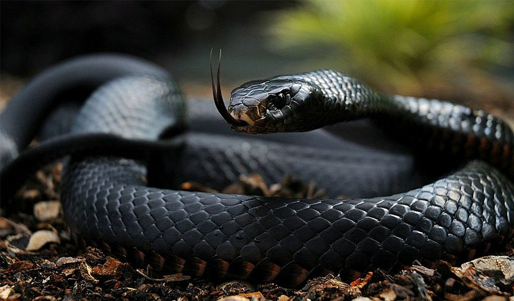Thuốc giải rắn mamba: Cứu người trong chớp mắt, nhưng lại khiến cơ thể 'bùng nổ' như thế nào?- Ảnh 3.