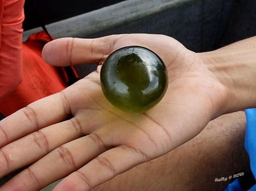 Mắt của Thủy thủ, sinh vật đơn bào khổng lồ kỳ lạ giữa đại dương - Ảnh 2.