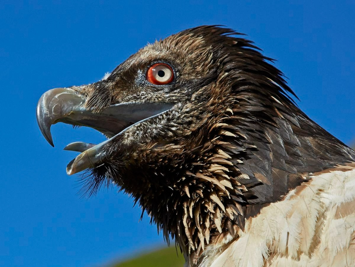 Kền kền thay đổi tập tính: Từ loài ăn xác thối trở thành 'kẻ săn mồi', hai vụ việc rúng động nước Pháp phơi bày sự thật đáng sợ - Ảnh 3.