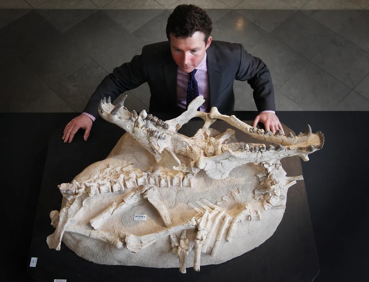 Archaeotherium: Sinh vật khổng lồ mang não của bò sát và máu mủ cá voi - Ảnh 1.