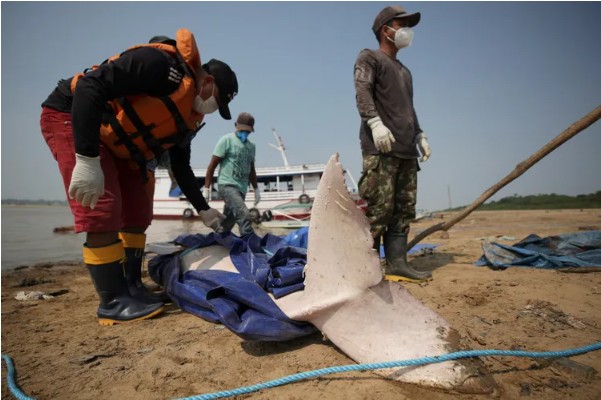 Hàng trăm cá heo chết dồn dập suốt 2 tháng ở Amazon, nước hồ chuyển đỏ: Giới khoa học đứng ngồi không yên- Ảnh 4. Hàng trăm cá heo chết dồn dập suốt 2 tháng ở Amazon, nước hồ chuyển đỏ: Giới khoa học đứng ngồi không yên- Ảnh 4.