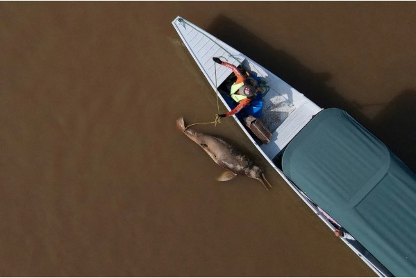 Hàng trăm cá heo chết dồn dập suốt 2 tháng ở Amazon, nước hồ chuyển đỏ: Giới khoa học đứng ngồi không yên- Ảnh 1. Hàng trăm cá heo chết dồn dập suốt 2 tháng ở Amazon, nước hồ chuyển đỏ: Giới khoa học đứng ngồi không yên- Ảnh 1.