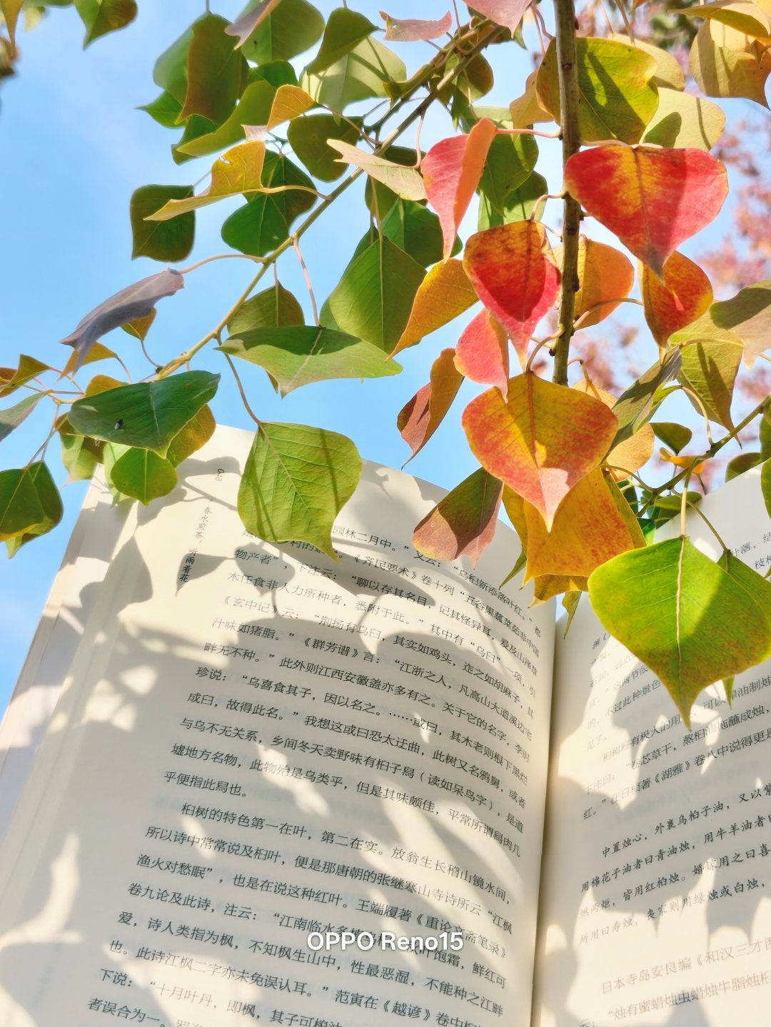 Oppo Reno15 Đẹp Cỡ Này Đây! 007Mqxgnly1I7G96W6La4J30U013Zn4B 1763448977622838610327