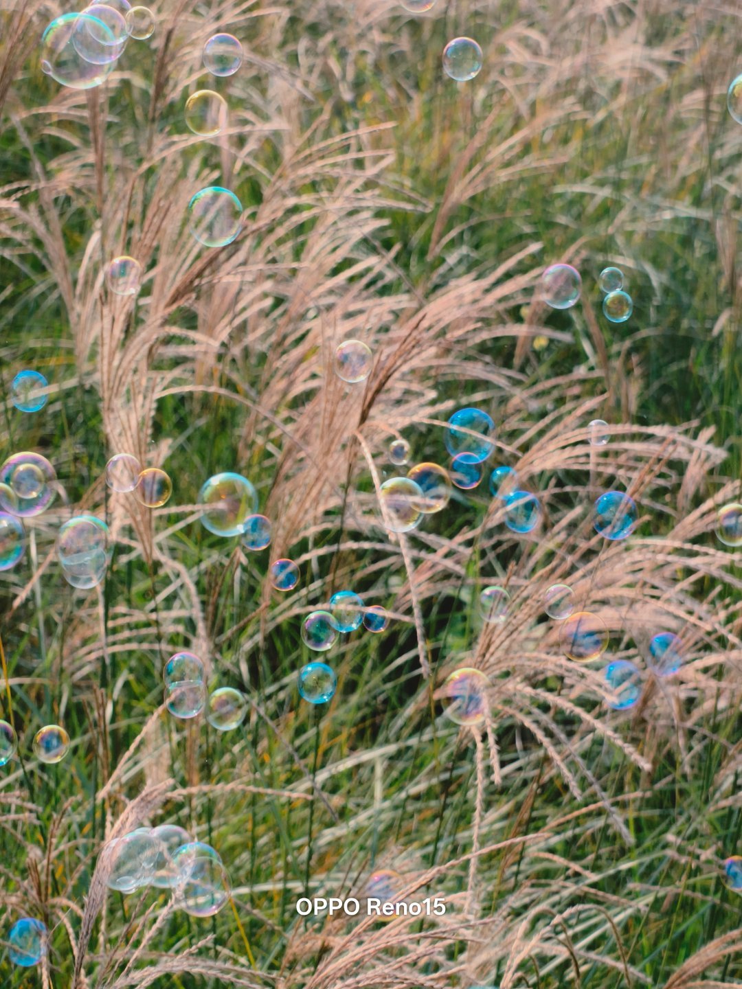 Oppo Reno15 Đẹp Cỡ Này Đây! 007Mqxgnly1I7G97Dy2H3J30U0140Dom 17634489783961525389868