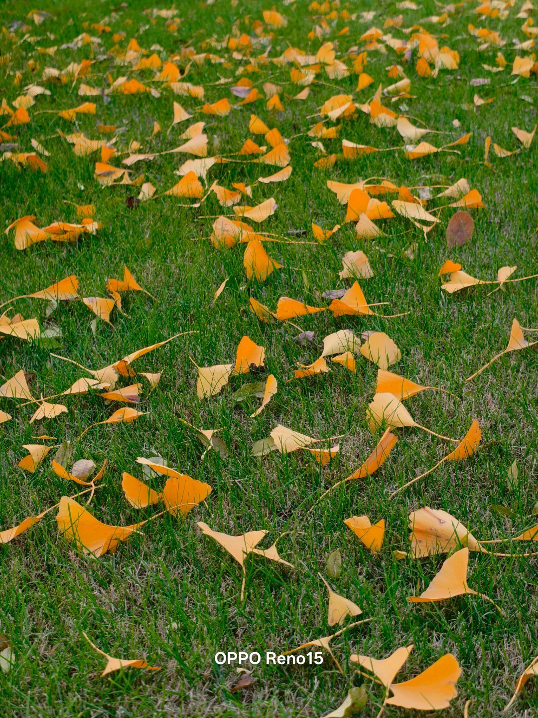 Oppo Reno15 Đẹp Cỡ Này Đây! 007Mqxgnly1I7G984Opizj30U0140Tnm 1763448978423305148600