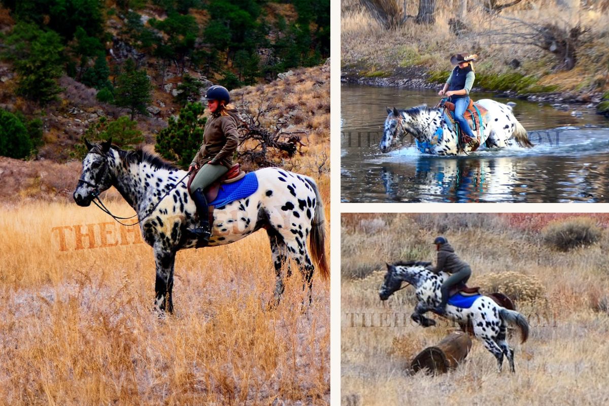 Ngựa Appaloosa hoa mai: Sinh vật đột biến gen mang vẻ đẹp quý phái nhưng ẩn chứa nhiều khiếm khuyết bí ẩn- Ảnh 4.