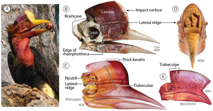 Những chiếc hộp sọ đỏ đắt gấp ba lần ngà voi và bi kịch phía sau loài chim bị săn đến tuyệt diệt- Ảnh 3.