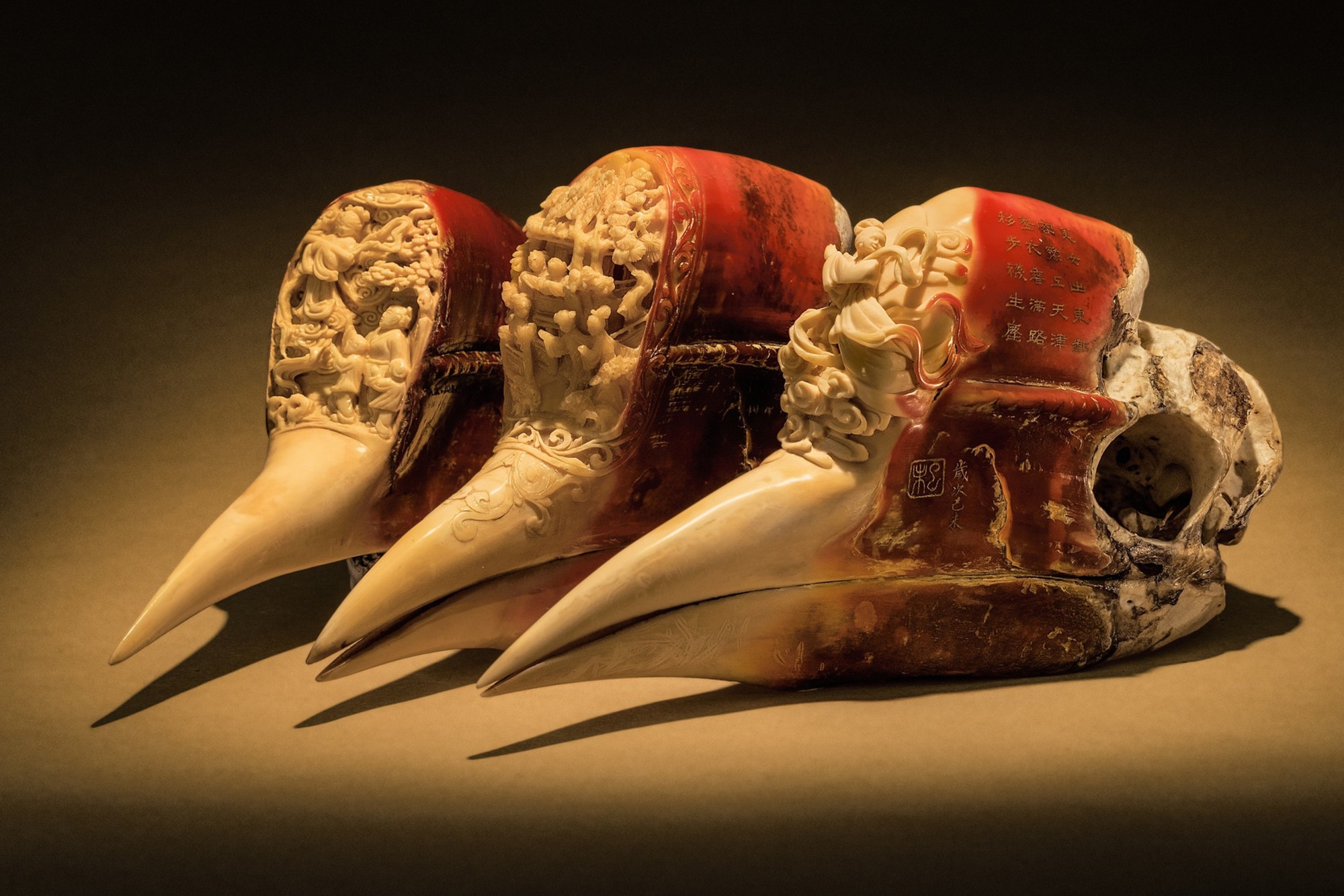 Những chiếc hộp sọ đỏ đắt gấp ba lần ngà voi và bi kịch phía sau loài chim bị săn đến tuyệt diệt- Ảnh 1.