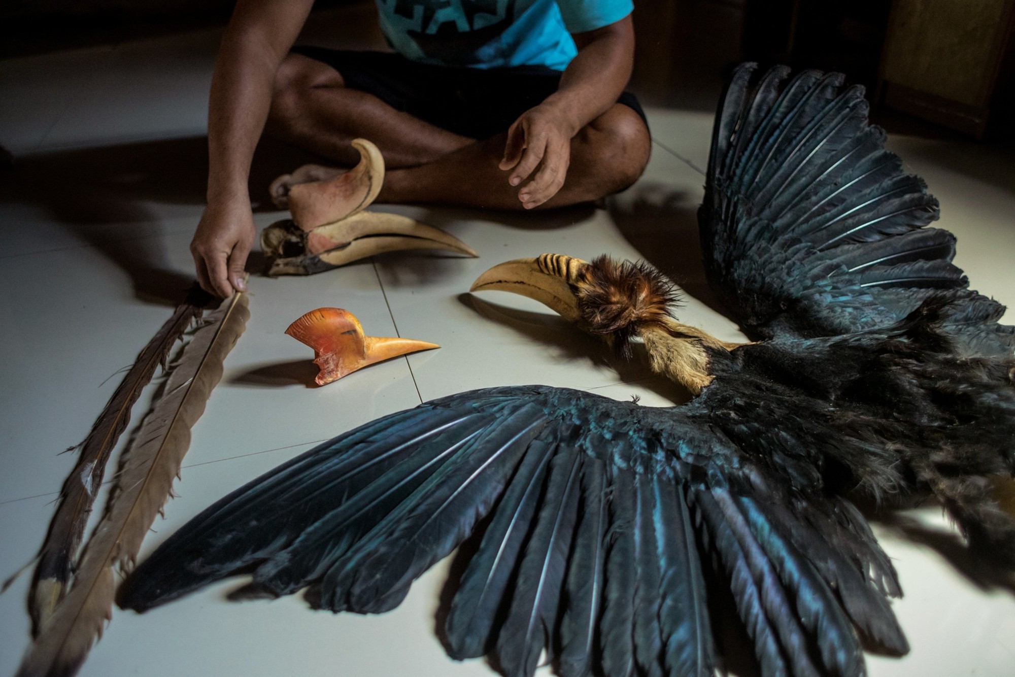 Những chiếc hộp sọ đỏ đắt gấp ba lần ngà voi và bi kịch phía sau loài chim bị săn đến tuyệt diệt- Ảnh 5.