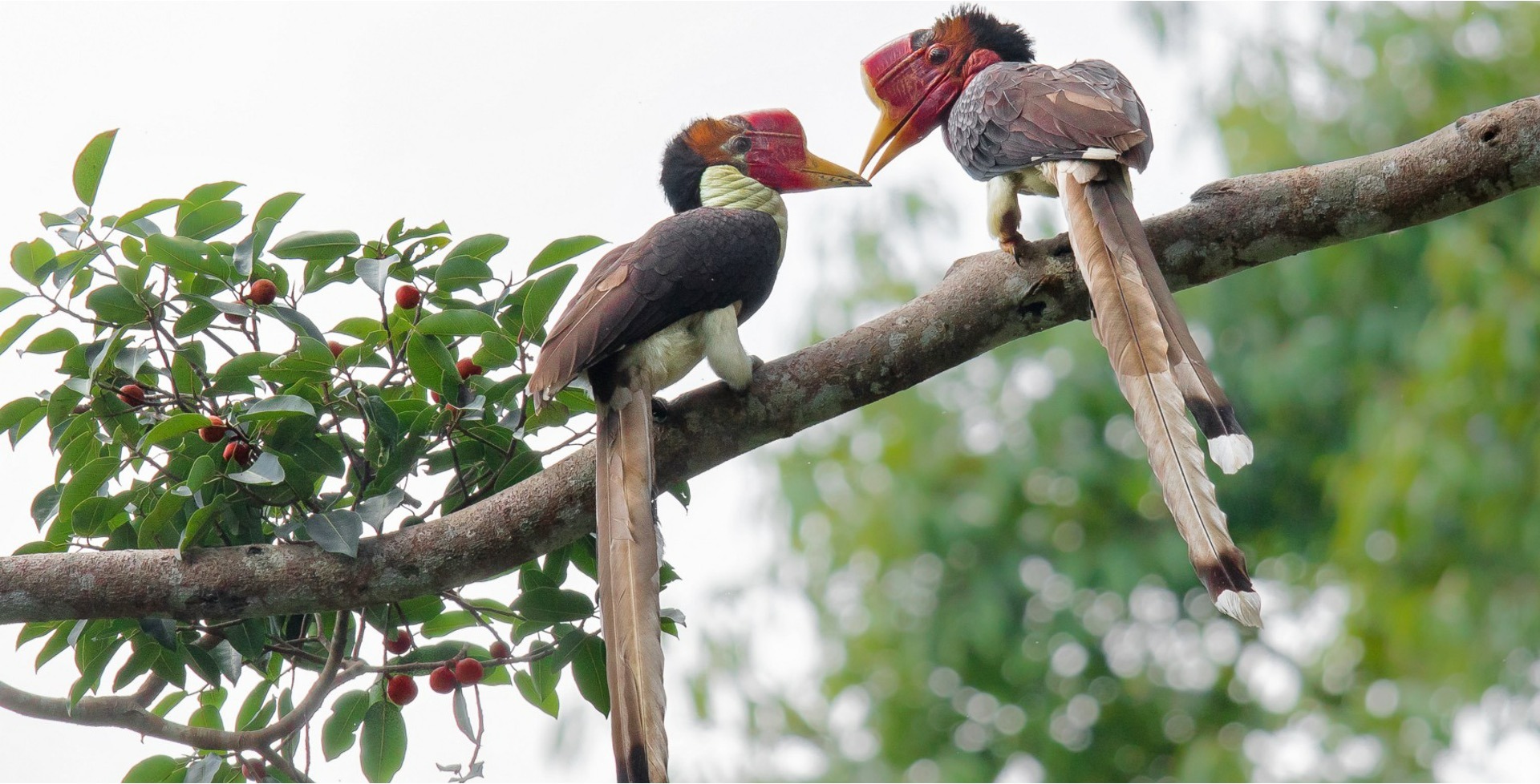 Những chiếc hộp sọ đỏ đắt gấp ba lần ngà voi và bi kịch phía sau loài chim bị săn đến tuyệt diệt- Ảnh 4.
