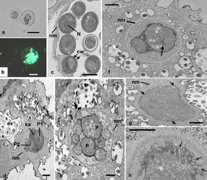 Virus có phải là sinh vật sống không? Tranh cãi kéo dài hàng thập kỷ và những khám phá mới đang thay đổi câu trả lời- Ảnh 5.