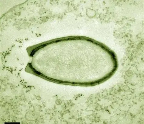 Virus có phải là sinh vật sống không? Tranh cãi kéo dài hàng thập kỷ và những khám phá mới đang thay đổi câu trả lời- Ảnh 2.