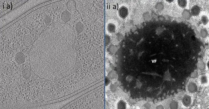 Virus có phải là sinh vật sống không? Tranh cãi kéo dài hàng thập kỷ và những khám phá mới đang thay đổi câu trả lời- Ảnh 4.