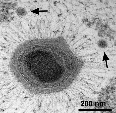 Virus có phải là sinh vật sống không? Tranh cãi kéo dài hàng thập kỷ và những khám phá mới đang thay đổi câu trả lời- Ảnh 6.