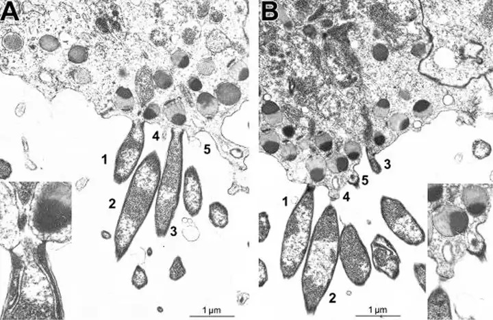 Virus có phải là sinh vật sống không? Tranh cãi kéo dài hàng thập kỷ và những khám phá mới đang thay đổi câu trả lời- Ảnh 3.