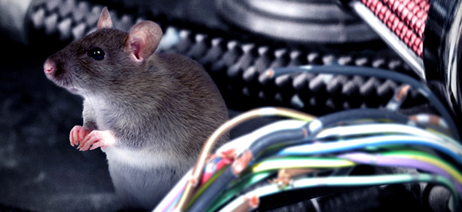 Chuột cắn xe: Cơn ác mộng đốt tiền nhiều chủ xe phải chịu đựng- Ảnh 1.