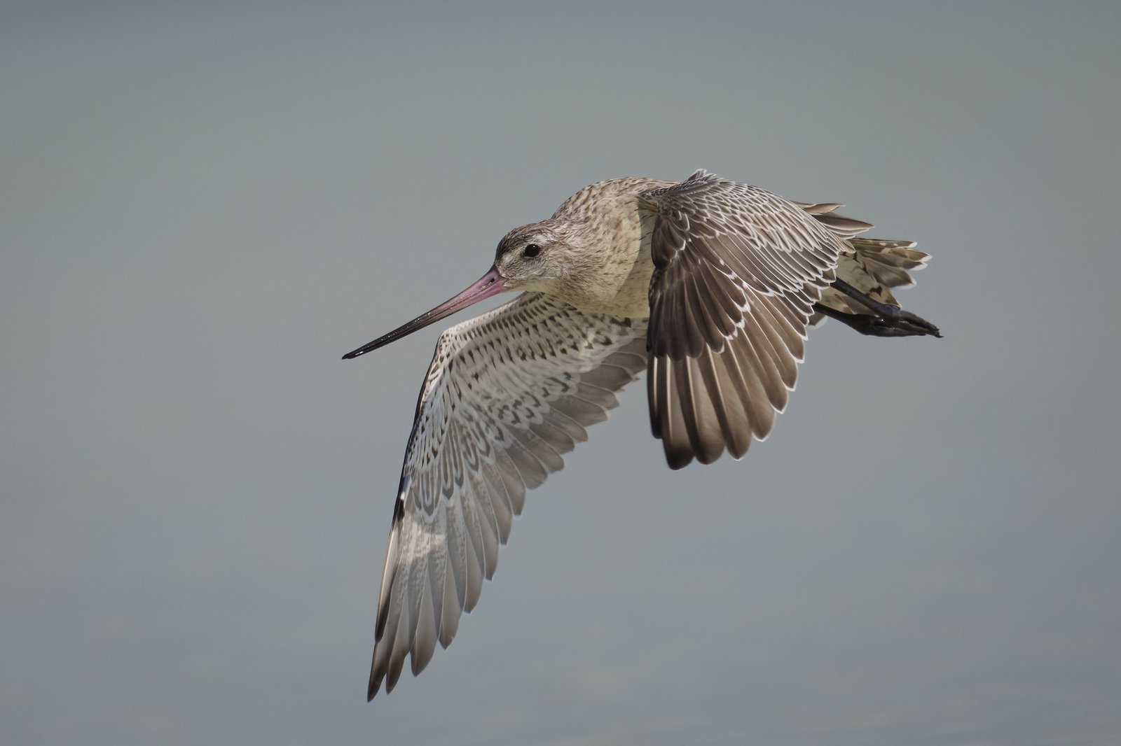 Loài chim bay liền 11 ngày không ăn uống, vượt 13.560 km và sống sót nhờ ăn nội tạng của chính mình - Ảnh 3.