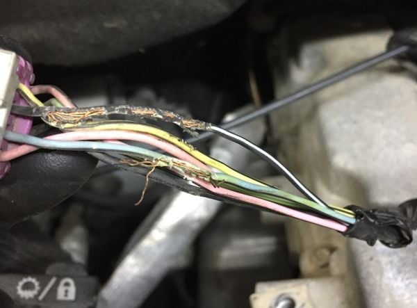 Chuột cắn xe: Cơn ác mộng đốt tiền nhiều chủ xe phải chịu đựng- Ảnh 3.