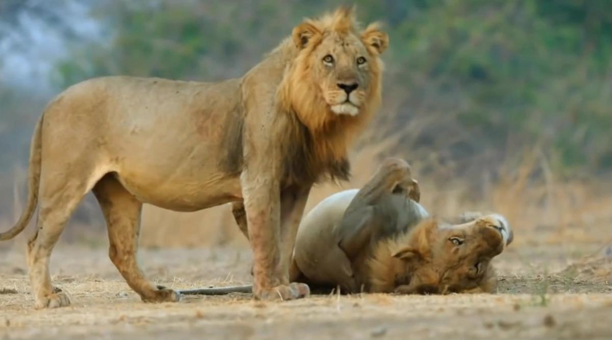 Sư tử và hổ từng chung lãnh thổ: Vì sao một cuộc chiến sinh tử giữa hai loài săn mồi đáng gờm bậc nhất hành tinh lại không nổ ra?- Ảnh 2.
