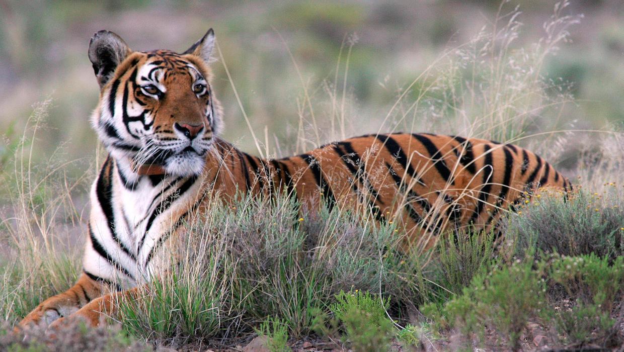 Sư tử và hổ từng chung lãnh thổ: Vì sao một cuộc chiến sinh tử giữa hai loài săn mồi đáng gờm bậc nhất hành tinh lại không nổ ra?- Ảnh 3.