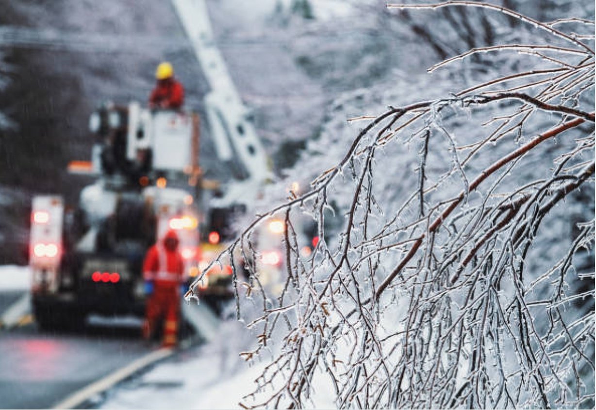 Tại sao cây bạch dương gần như không thể chết vì đóng băng? - Ảnh 3.