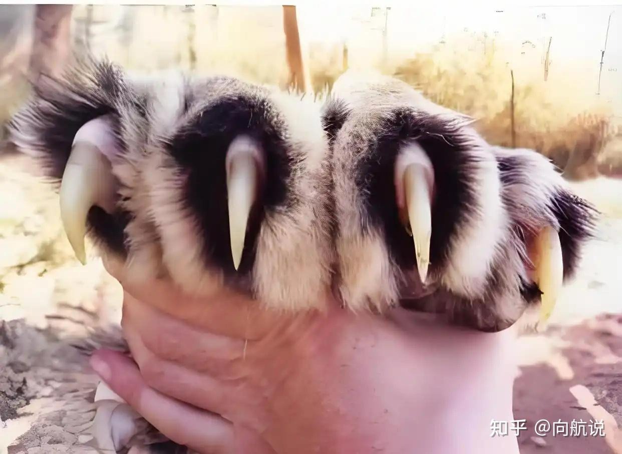 Nếu bạn có cú đấm của Mike Tyson, vóc dáng của Shaquille O'Neal và tốc độ của Usain Bolt , bạn có thể đánh bại một con hổ không? - Ảnh 2.