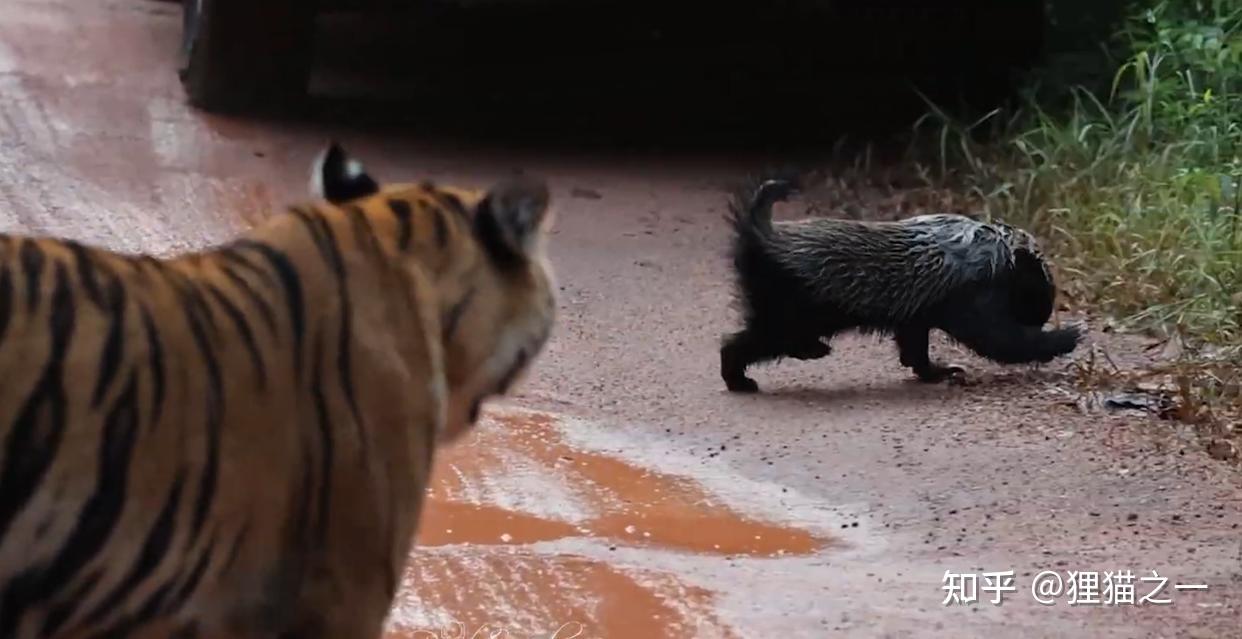 Lửng mật đơn độc đối đầu hai hổ con giữa rừng Ấn Độ: Cuộc chạm trán gây kinh ngạc và câu chuyện về loài động vật không biết sợ- Ảnh 5.