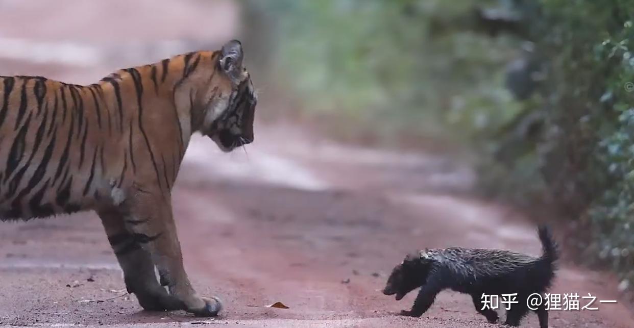 Lửng mật đơn độc đối đầu hai hổ con giữa rừng Ấn Độ: Cuộc chạm trán gây kinh ngạc và câu chuyện về loài động vật không biết sợ- Ảnh 4.