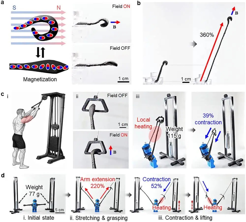 Cơ nhân tạo mới này có thể giúp robot hình người nâng được trọng lượng gấp 4.000 lần trọng lượng của chính chúng- Ảnh 3. Cơ nhân tạo mới này có thể giúp robot hình người nâng được trọng lượng gấp 4.000 lần trọng lượng của chính chúng- Ảnh 3.
