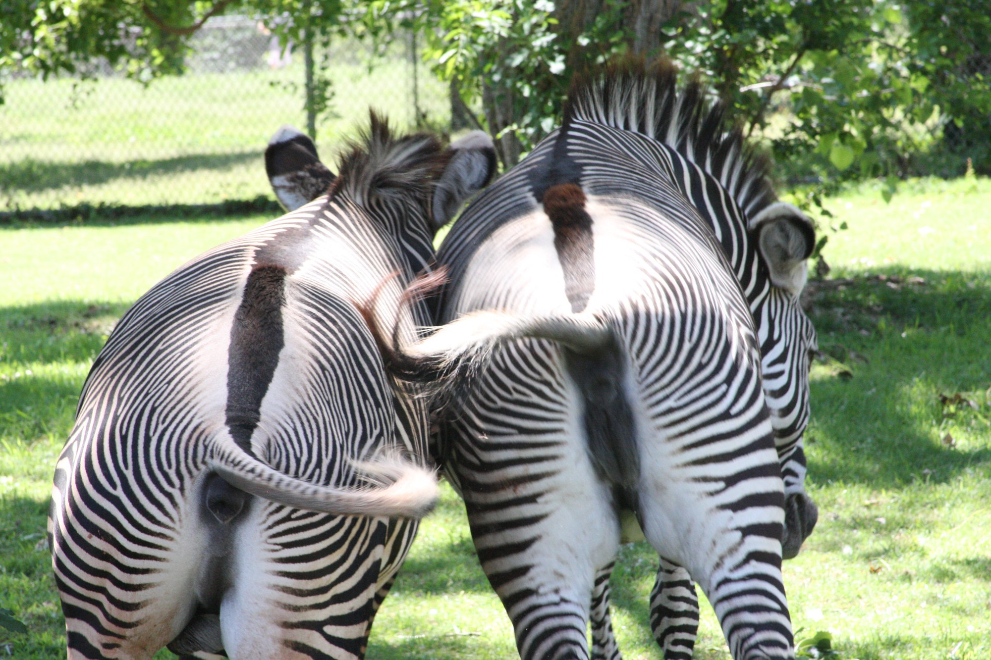 Vì sao loài người có thể cưỡi ngựa nhưng không thể thuần hóa ngựa vằn?- Ảnh 1.