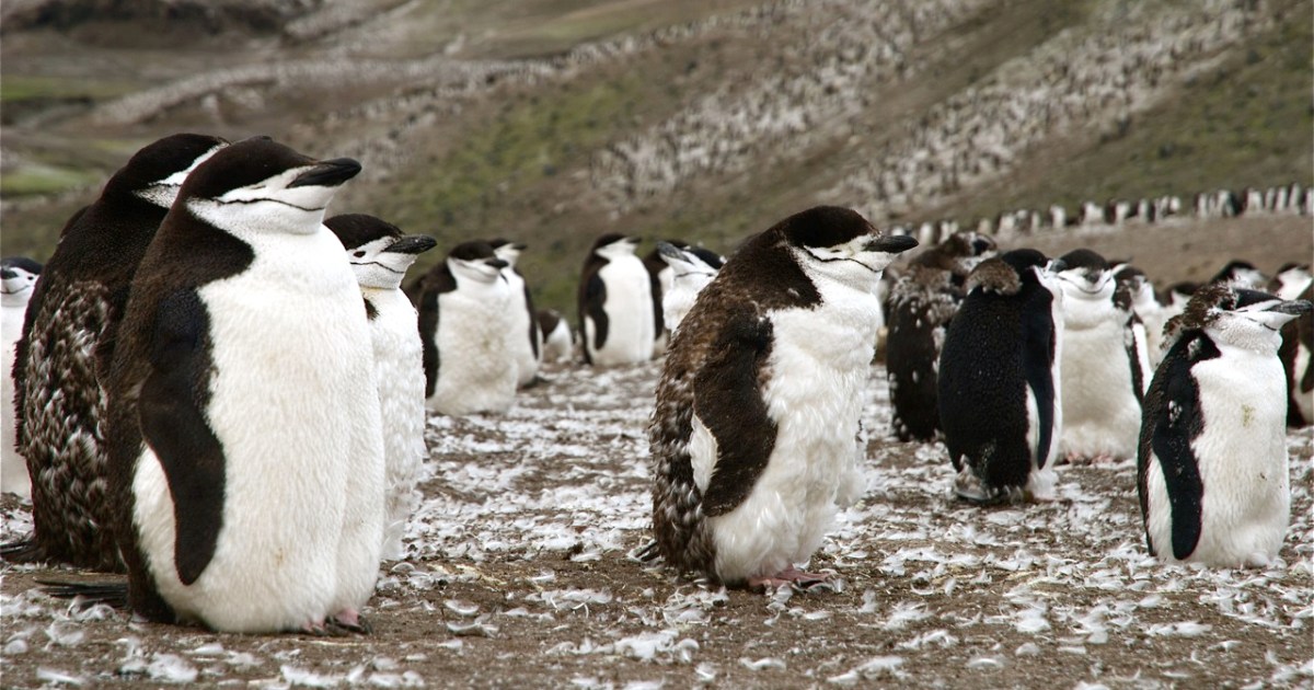 Có 120 triệu con chim cánh cụt ở Nam Cực, thải ra hơn 5.000 tấn phân mỗi ngày, vậy tại sao lục địa băng giá vẫn sạch sẽ đến kỳ lạ? - Ảnh 4.