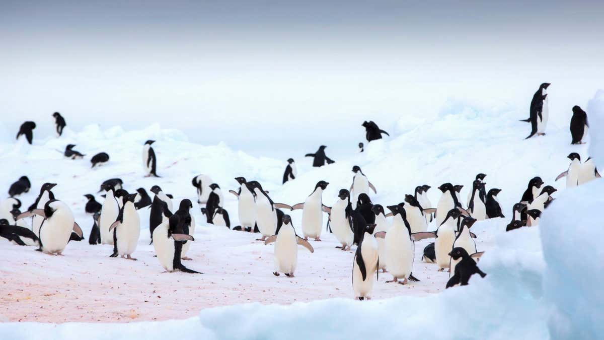 Có 120 triệu con chim cánh cụt ở Nam Cực, thải ra hơn 5.000 tấn phân mỗi ngày, vậy tại sao lục địa băng giá vẫn sạch sẽ đến kỳ lạ? - Ảnh 5.