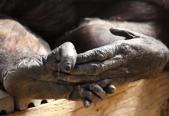 Tại sao con người mất khả năng cử động từng ngón chân riêng biệt?- Ảnh 4. Tại sao con người mất khả năng cử động từng ngón chân riêng biệt?- Ảnh 4.