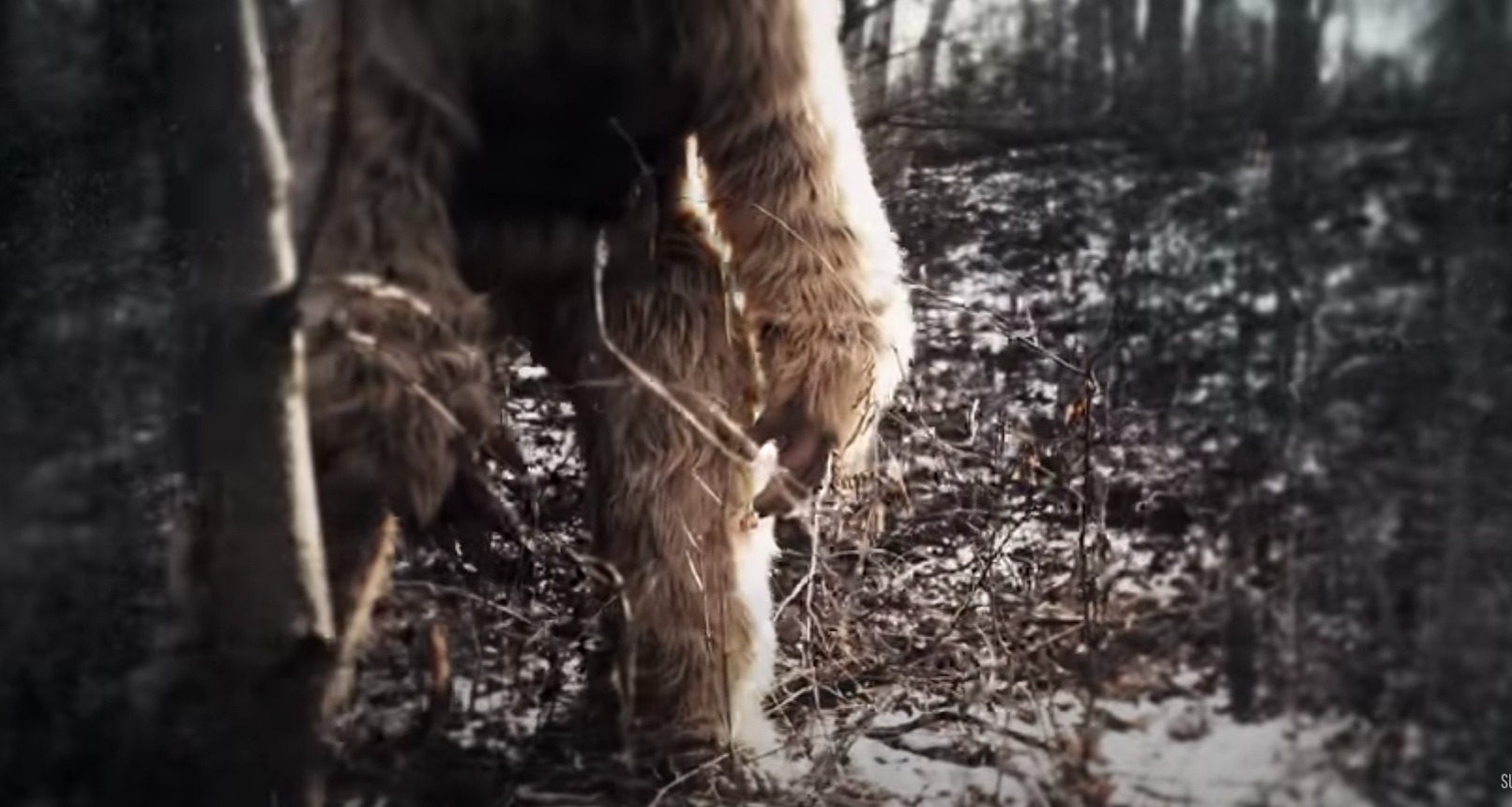 Điều gì sẽ xảy ra nếu Bigfoot thực sự tồn tại?- Ảnh 2. Điều gì sẽ xảy ra nếu Bigfoot thực sự tồn tại?- Ảnh 2.