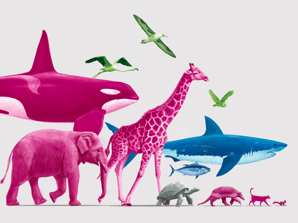 Các nhà khoa học phát hiện ra rằng động vật bị thiến có thể sống lâu hơn tới 20% và điều tương tự cũng có thể đúng với con người - Ảnh 3.