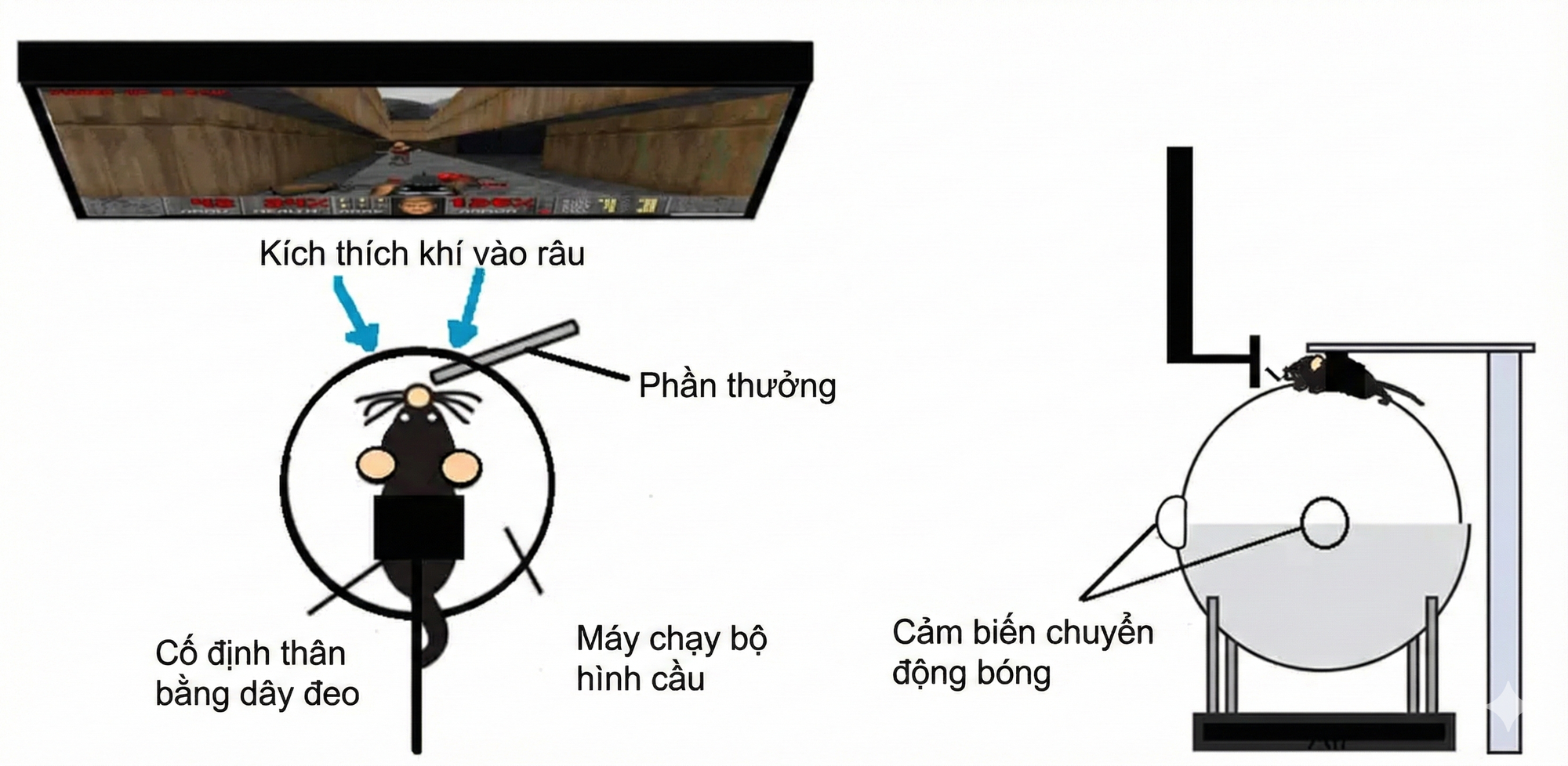 C&aacute;c nh&agrave; khoa học đ&atilde; dạy được chuột chơi Doom- Ảnh 2.