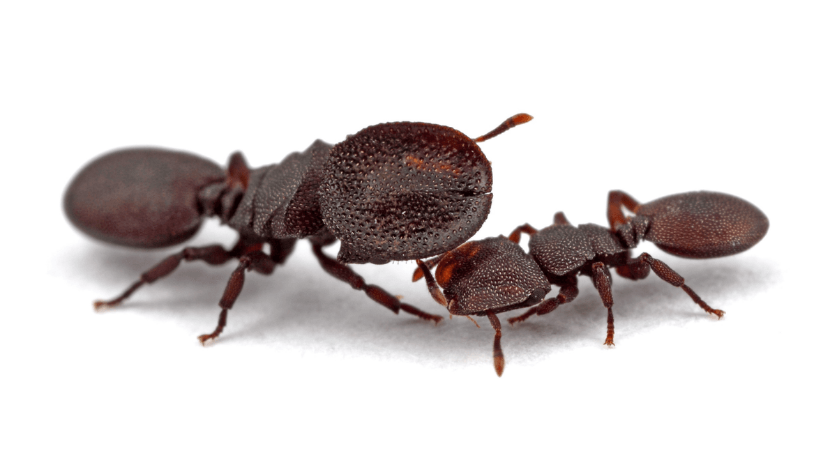 Sự thật rùng mình về loài kiến lấy chính đầu mình làm lá chắn bảo vệ cả đàn - Ảnh 3.