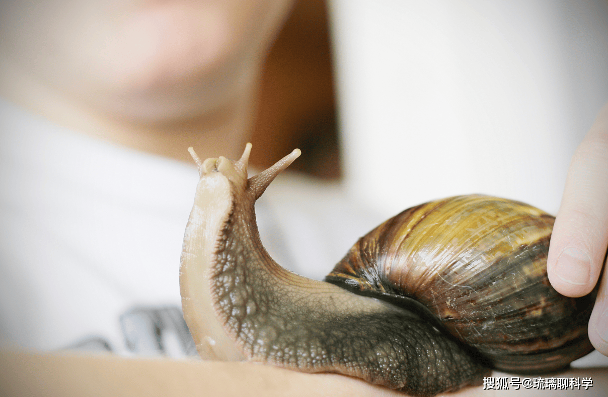 Mỹ tốn triệu đ&ocirc; bất lực trước ốc s&ecirc;n ch&acirc;u Phi, Trung Quốc t&igrave;m ra c&aacute;ch biến "kẻ x&acirc;m lăng" th&agrave;nh mỏ v&agrave;ng kinh tế- Ảnh 2.