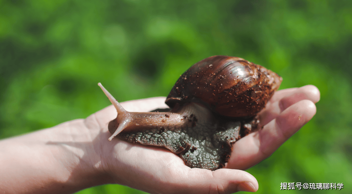 Mỹ tốn triệu đ&ocirc; bất lực trước ốc s&ecirc;n ch&acirc;u Phi, Trung Quốc t&igrave;m ra c&aacute;ch biến "kẻ x&acirc;m lăng" th&agrave;nh mỏ v&agrave;ng kinh tế- Ảnh 1.
