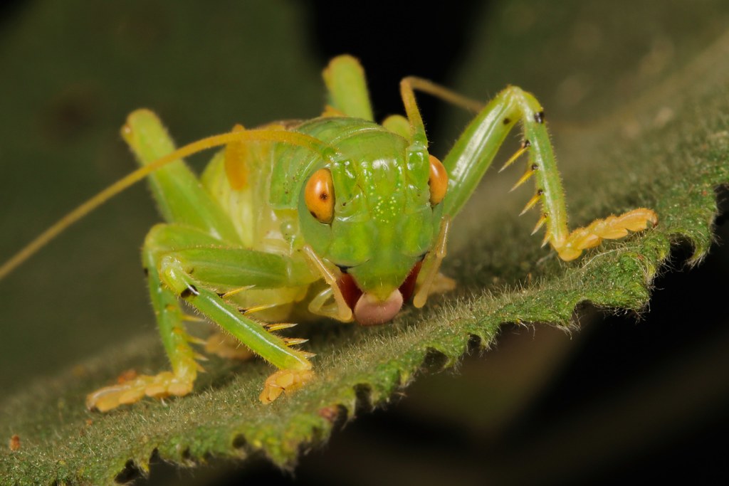 Bí ẩn loài dế biết nhả tơ như nhện: Hành vi kỳ lạ làm khoa học phải kinh ngạc- Ảnh 1.
