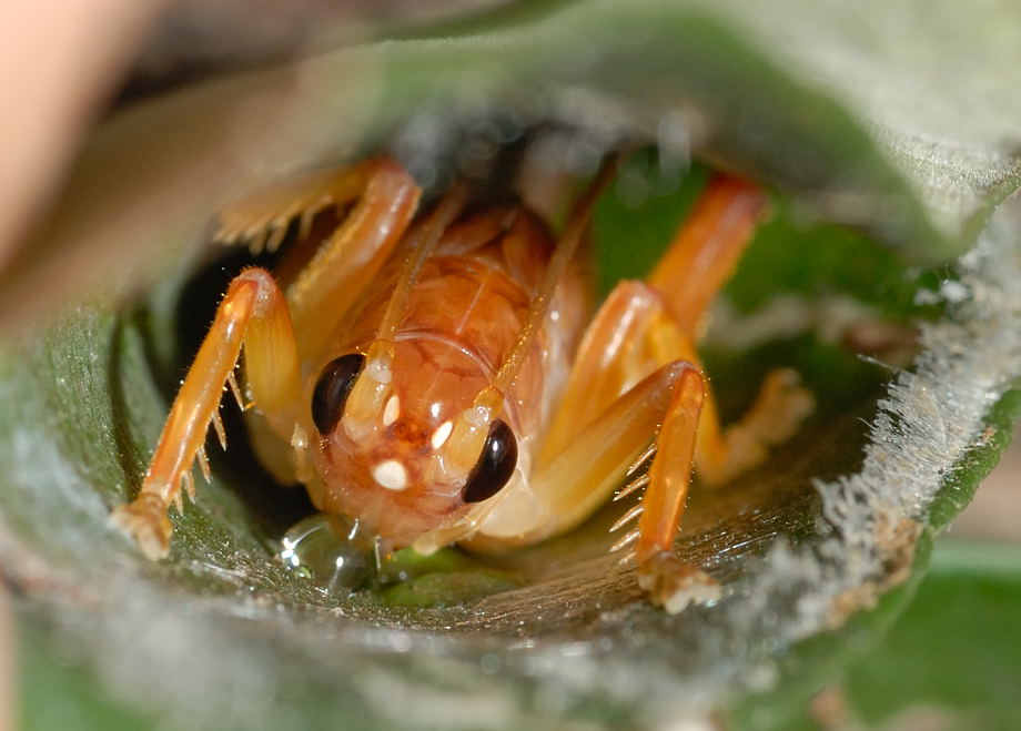 Bí ẩn loài dế biết nhả tơ như nhện: Hành vi kỳ lạ làm khoa học phải kinh ngạc- Ảnh 3.