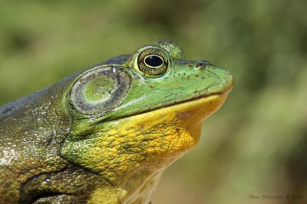 Cơn sốt 300.000 tấn ếch trâu tại Trung Quốc và ba loại "chi phí ngầm" đang khiến giới chuyên gia đau đầu - Ảnh 1.