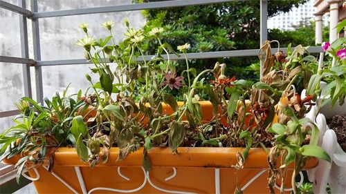 Sang năm 2026, t&ocirc;i xin thề danh dự: Tiễn 5 thứ "r&aacute;c" n&agrave;y khỏi ban c&ocirc;ng - Ảnh 1.