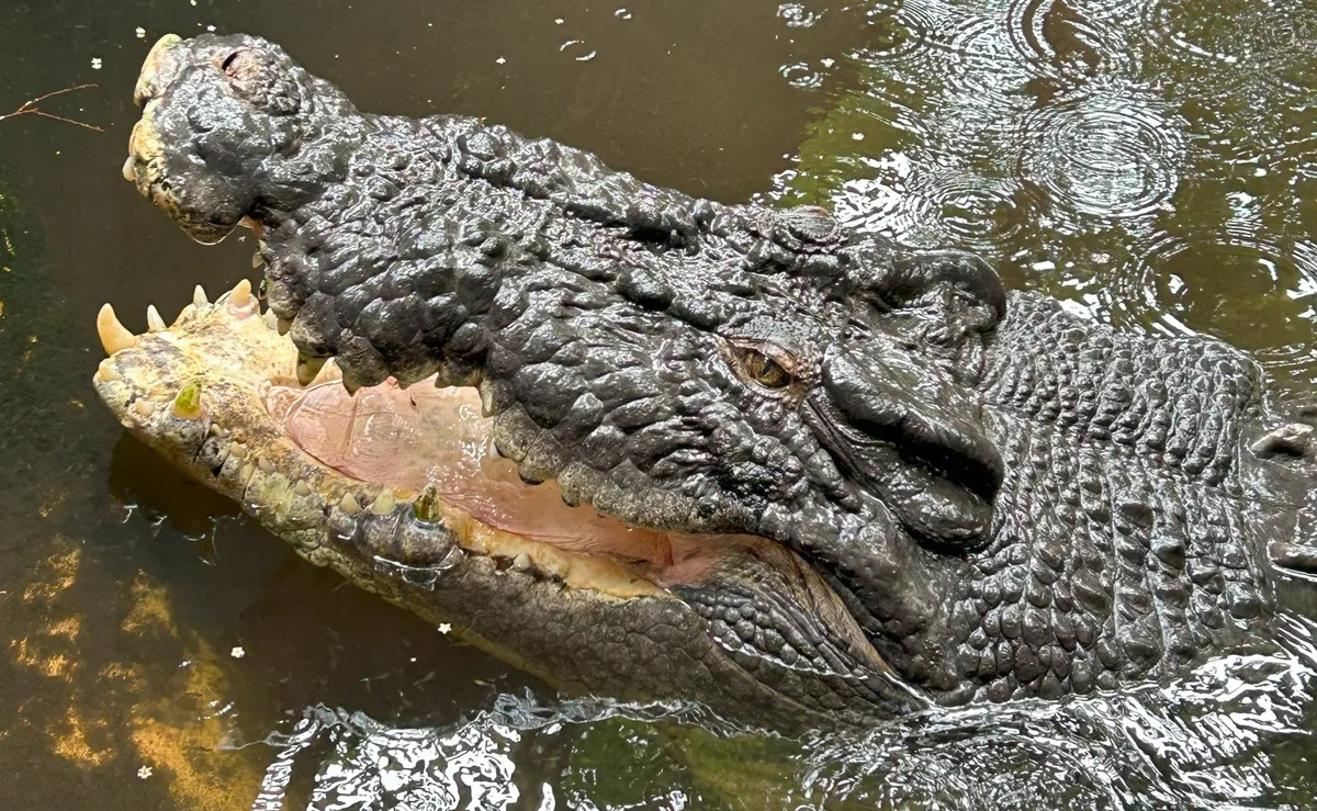 B&iacute; ẩn c&aacute;i chết của "Vua c&aacute; sấu" Cassius: Quả bom nổ chậm từ 40 năm trước- Ảnh 1.