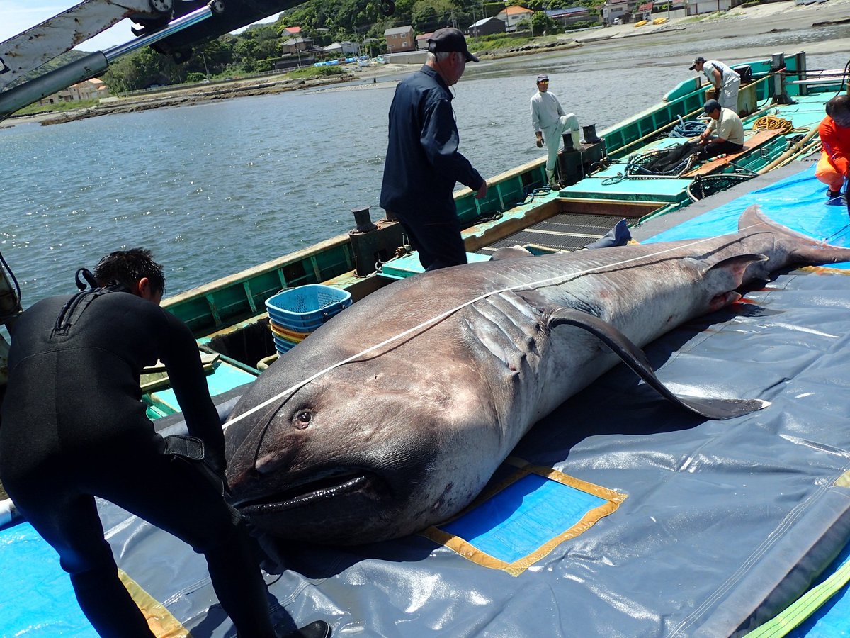 Hai con cá mập miệng rộng khổng lồ, loài chỉ được nhìn thấy chưa đến 300 lần trong lịch sử, liên tiếp mắc cạn tại Peru khiến giới khoa học lo ngại! - Ảnh 3.