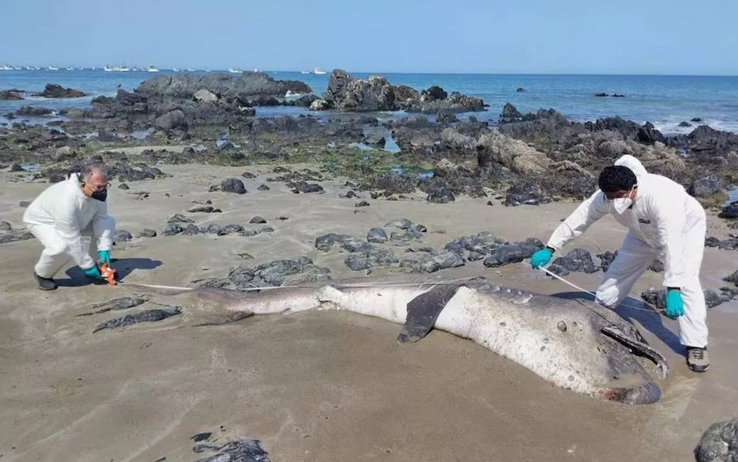 Hai con cá mập miệng rộng khổng lồ, loài chỉ được nhìn thấy chưa đến 300 lần trong lịch sử, liên tiếp mắc cạn tại Peru khiến giới khoa học lo ngại! - Ảnh 4.