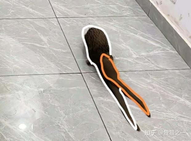 Sinh vật không đầu xuất hiện trong quán bi-a ở Congo khiến mạng xã hội Trung Quốc xôn xao - Ảnh 2.